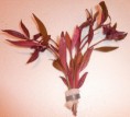 Ludwigia glandulosa - 3.90€